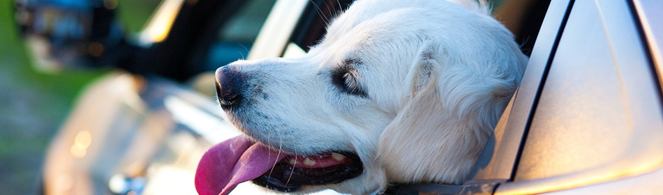 Hond in de auto met kop uit autoraam