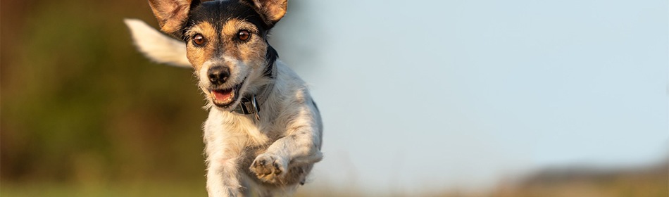 hond aansprakelijkheid