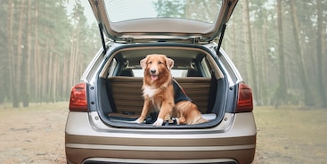 Hond in de auto