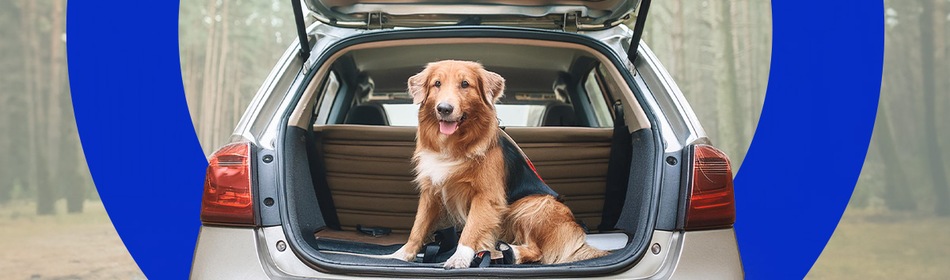 Hond in de auto