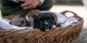 Hond met puppies