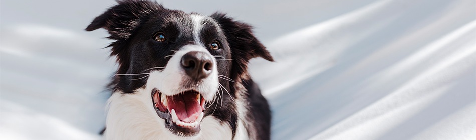 hond blaffen afleren