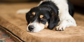 Hond zielig liggen op bank