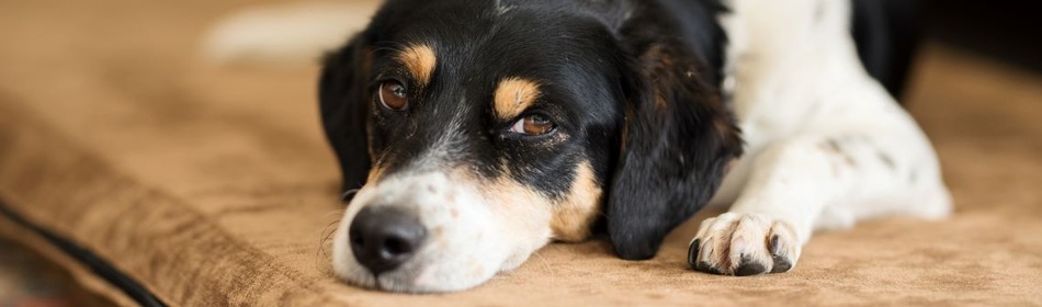 Hond zielig liggen op bank