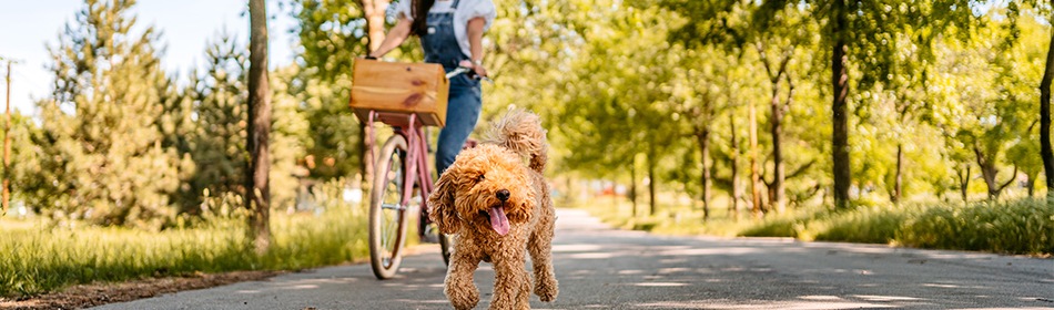 fietsen met hond