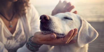 Vrouw legt hand onder kind hond