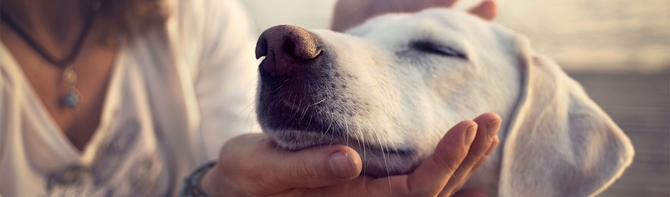 Vrouw legt hand onder kind hond