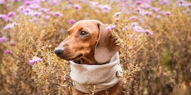 Hond in veld