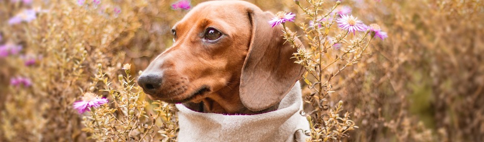 planten giftig hond