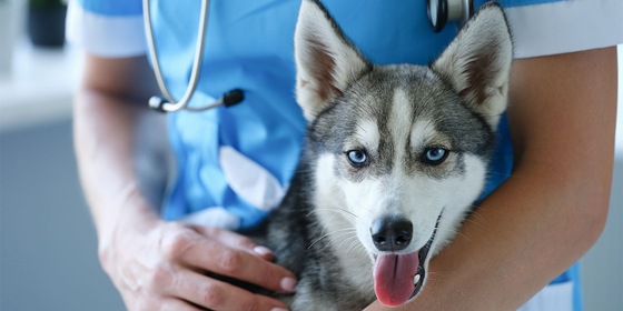 Husky hond bij dierenarts