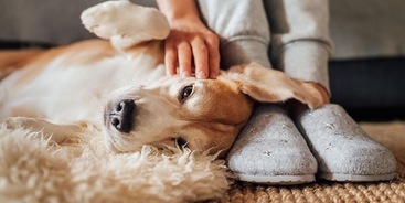 Hond ligt op rug op grond baasje aait hem