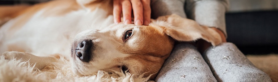 Hond ligt op rug op grond baasje aait hem