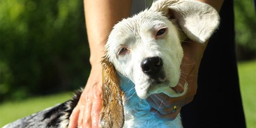 Hond in zwembadje