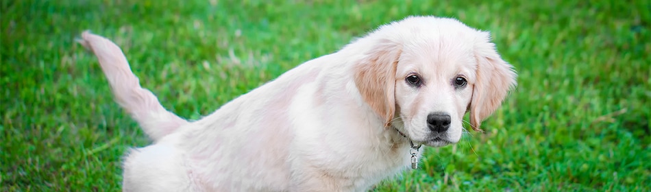 puppy zindelijk maken