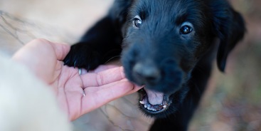 Hond bijt zachtjes in hand