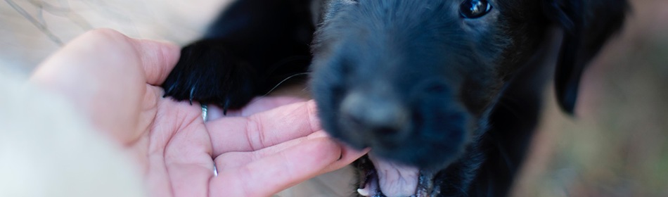 Hond bijt zachtjes in hand