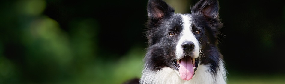 Border collie