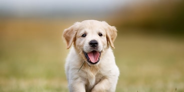 Golden Retriever Pup