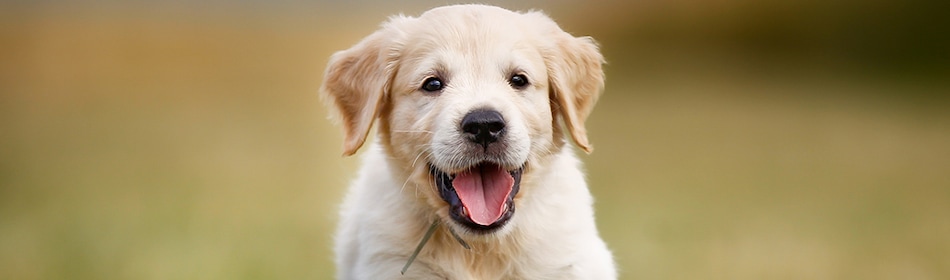 Golden Retriever pup