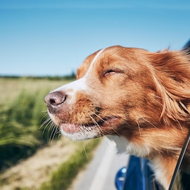 Hond met kop uit autoraam