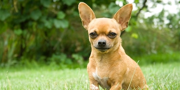 chihuahua hond