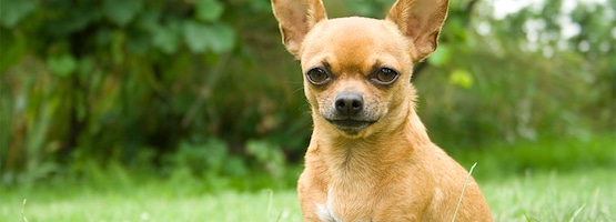 Tirannie Portugees Verdachte Chihuahua kopen? Dit kost het| OHRA