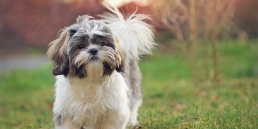 shih tzu