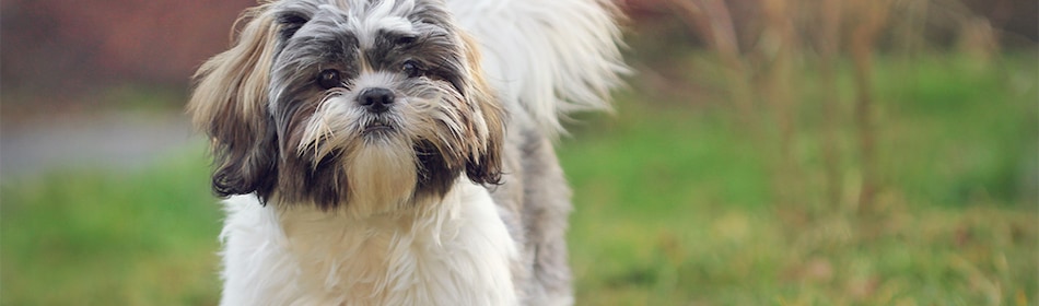 Shih tzu in het gras