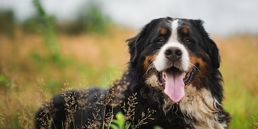 Berner Sennenhond