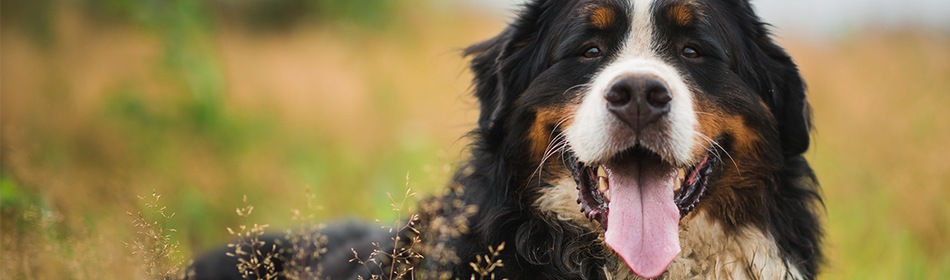 Berner Sennenhond