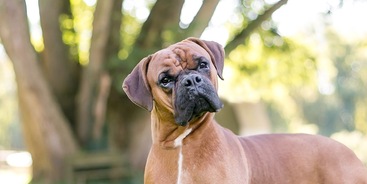 Boxer hond