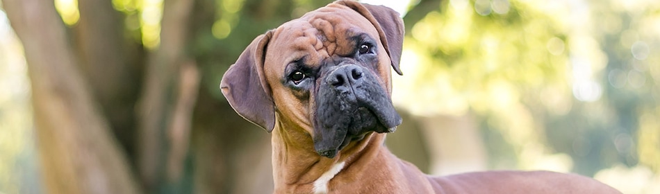 Boxer hond