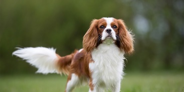 Cavalier King Charles