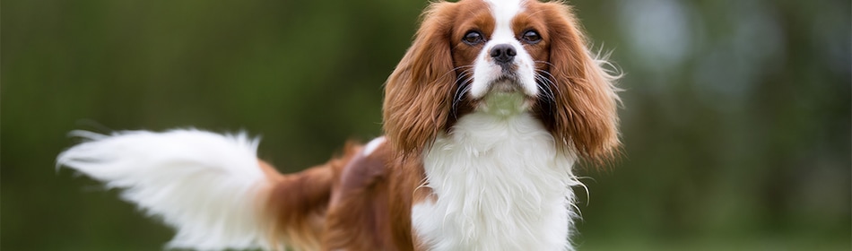 Cavalier King Charles