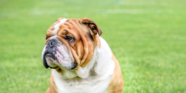 Engels Bulldog