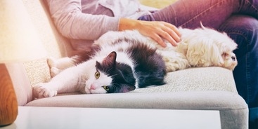 Hond en kat op bank