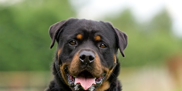 Rottweiler