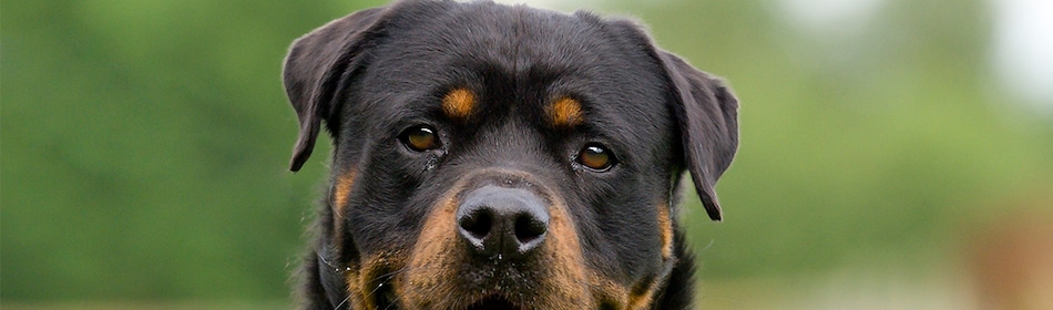 Rottweiler