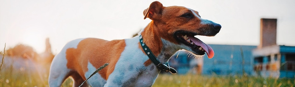 Jackrussellterriër