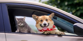 Hond kat auto