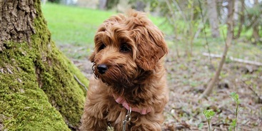 Labradoodle bij boom