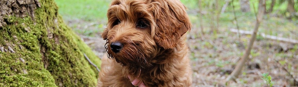 Labradoodle bij boom