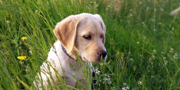 Labrador gras