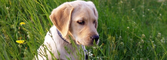 ademen taart Exclusief Labrador retriever kopen? Dit kost het| OHRA