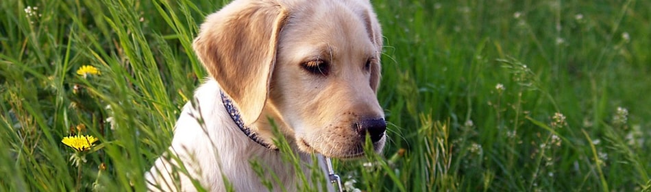 Labrador retriever in het gras