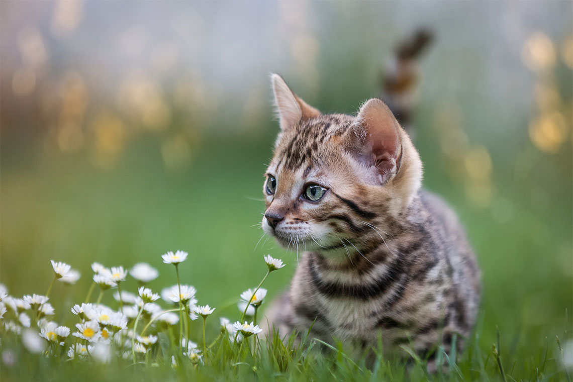 zwaan Onderhoudbaar Precies Kat kopen - Welke kat past bij jou? | OHRA