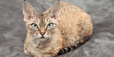 Devon Rex kat