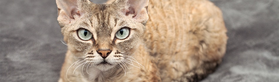 Devon Rex kat