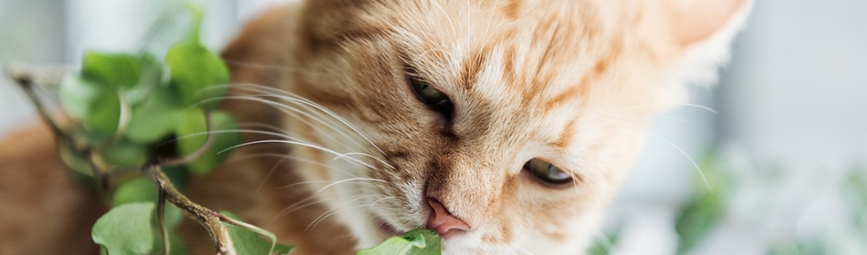 planten giftig kat