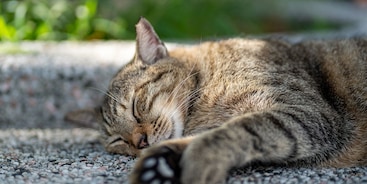 Kat ligt op straat